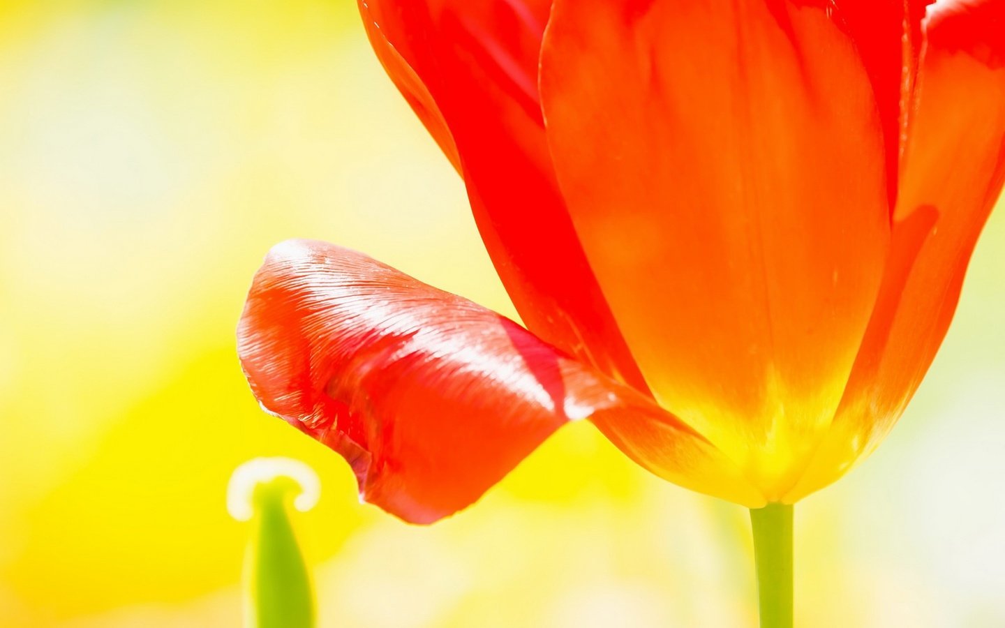 Обои макро, цветок, лепестки, бутон, тюльпан, macro, flower, petals, bud, tulip разрешение 1920x1209 Загрузить