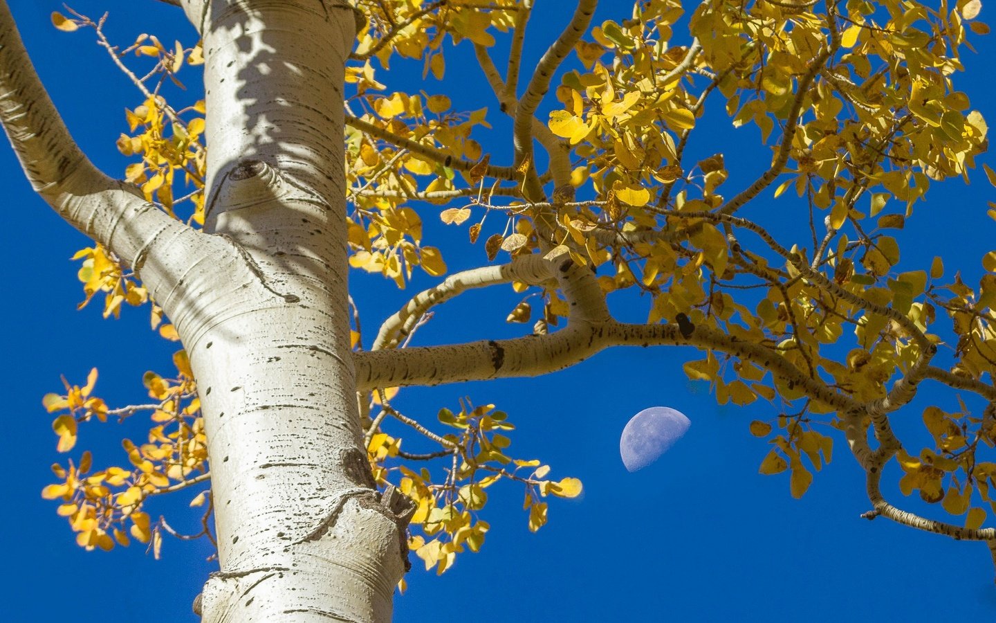 Обои осина, небо, дерево, листья, ветки, осень, луна, ствол, кора, aspen, the sky, tree, leaves, branches, autumn, the moon, trunk, bark разрешение 2048x1320 Загрузить