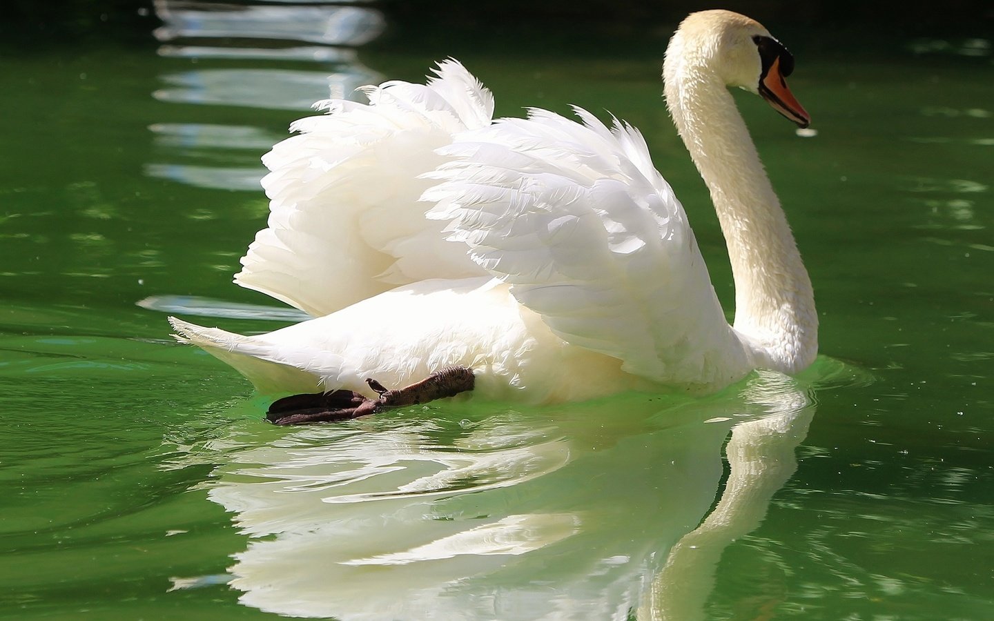 Обои отражение, крылья, водоем, птица, лебедь, шея, reflection, wings, pond, bird, swan, neck разрешение 2048x1441 Загрузить