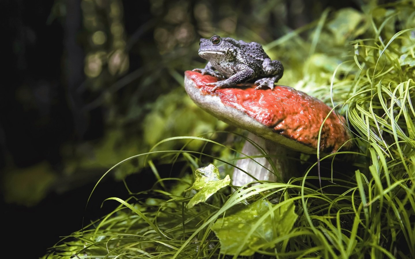 Обои трава, природа, растения, животные, лягушка, гриб, grass, nature, plants, animals, frog, mushroom разрешение 2048x1322 Загрузить