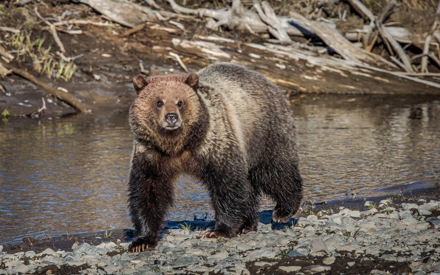 Обои морда, река, природа, лето, взгляд, медведь, face, river, nature, summer, look, bear разрешение 2048x1369 Загрузить