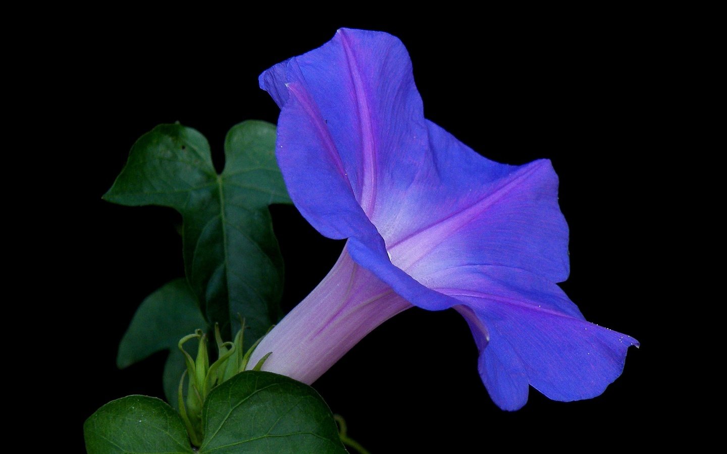 Обои природа, листья, фон, цветок, лепестки, черный фон, вьюнок, nature, leaves, background, flower, petals, black background, bindweed разрешение 2650x1650 Загрузить