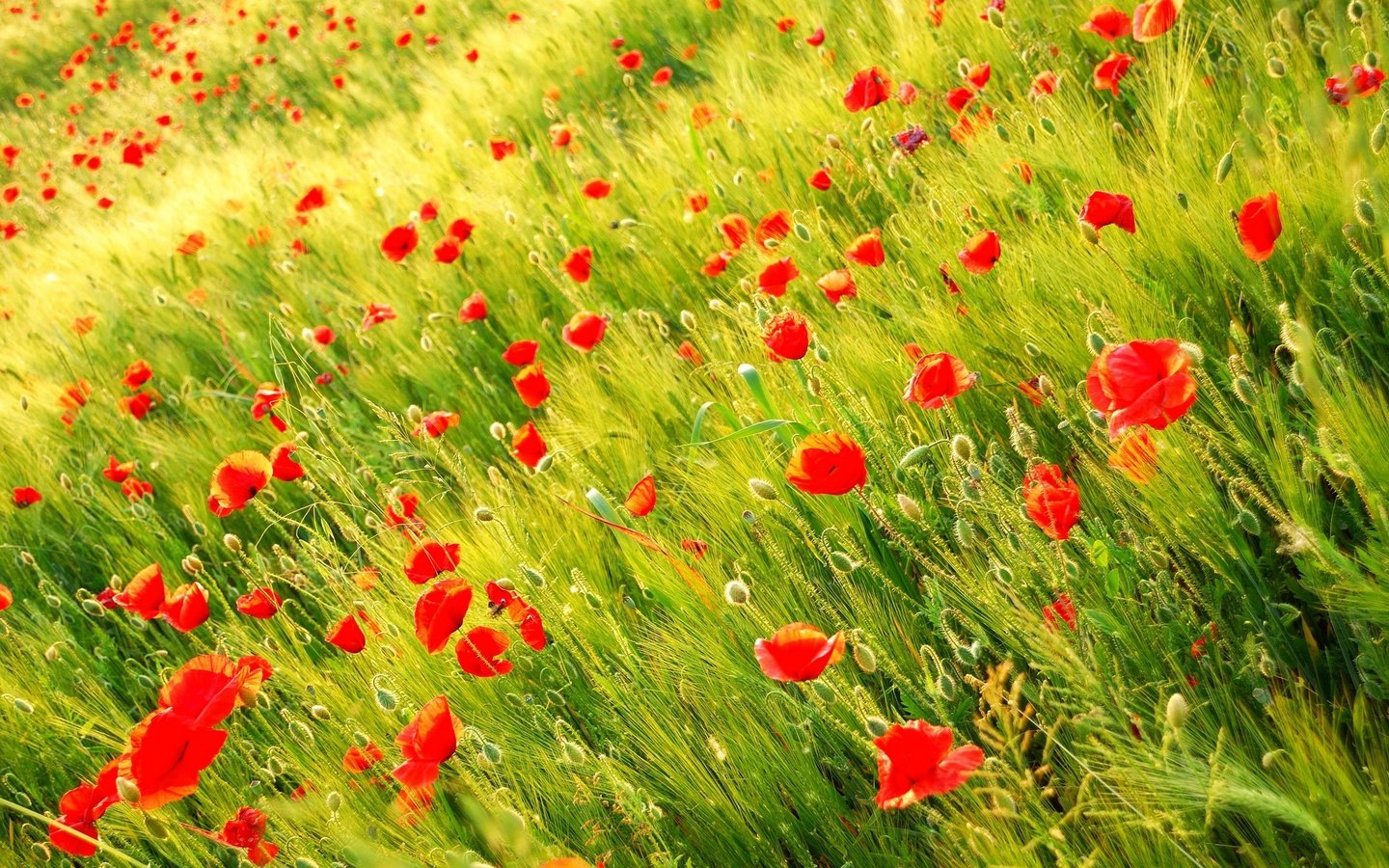 Обои цветы, трава, природа, поле, лепестки, красные, маки, луг, flowers, grass, nature, field, petals, red, maki, meadow разрешение 2560x1600 Загрузить