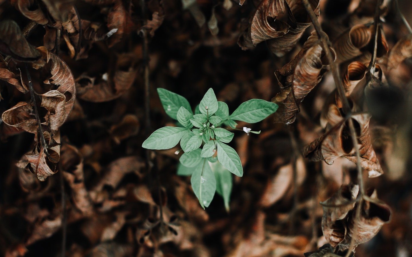 Обои природа, зелень, листья, макро, зеленые, сухие, nature, greens, leaves, macro, green, dry разрешение 5184x3456 Загрузить