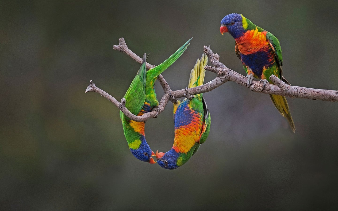 Обои птица, австралия, попугай, радужный лорикет, многоцветный лорикет, bird, australia, parrot, rainbow lorikeet, multicolor lorikeet разрешение 1920x1080 Загрузить