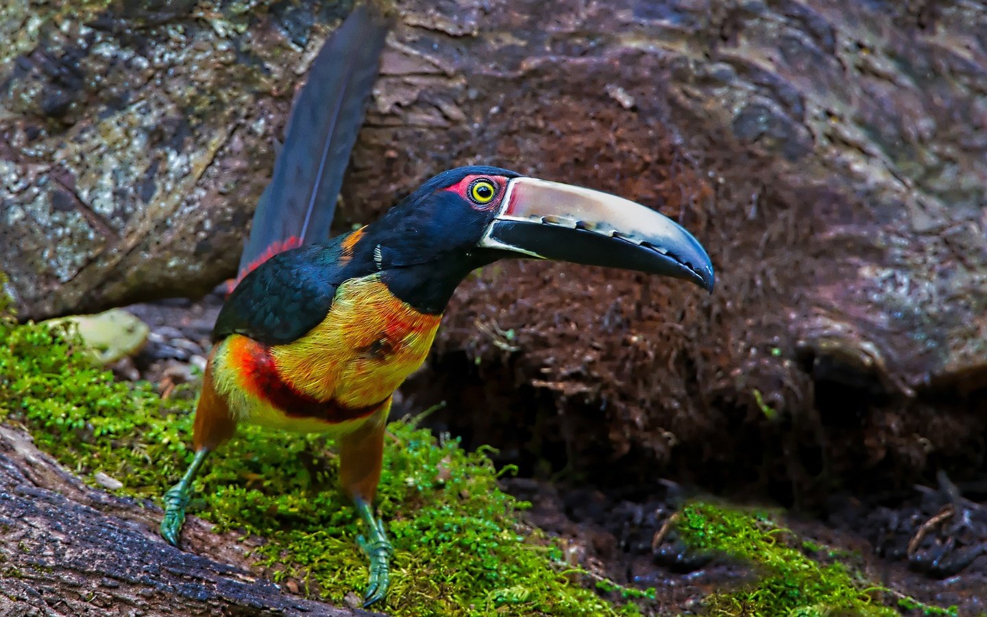 Обои птица, тукан, клюв, ошейниковый арасари, bird, toucan, beak, collared aracari разрешение 2048x1338 Загрузить