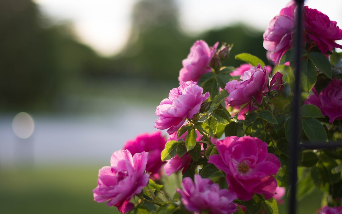 Обои цветы, бутоны, розы, лепестки, боке, розовый куст, flowers, buds, roses, petals, bokeh, rose bush разрешение 4000x2684 Загрузить