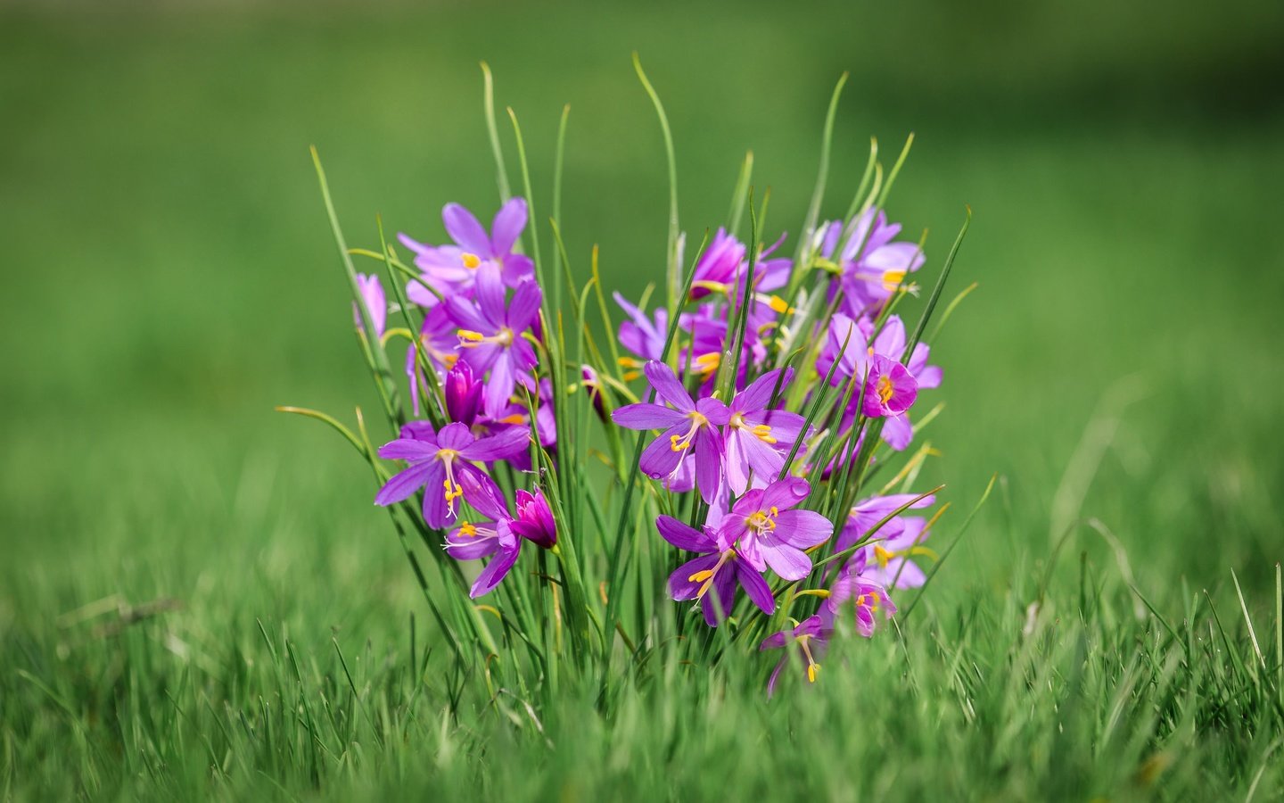 Обои цветы, трава, макро, боке, олсиниум, олсиниум дугласа, flowers, grass, macro, bokeh, olcinium, olcinium douglas разрешение 2048x1281 Загрузить