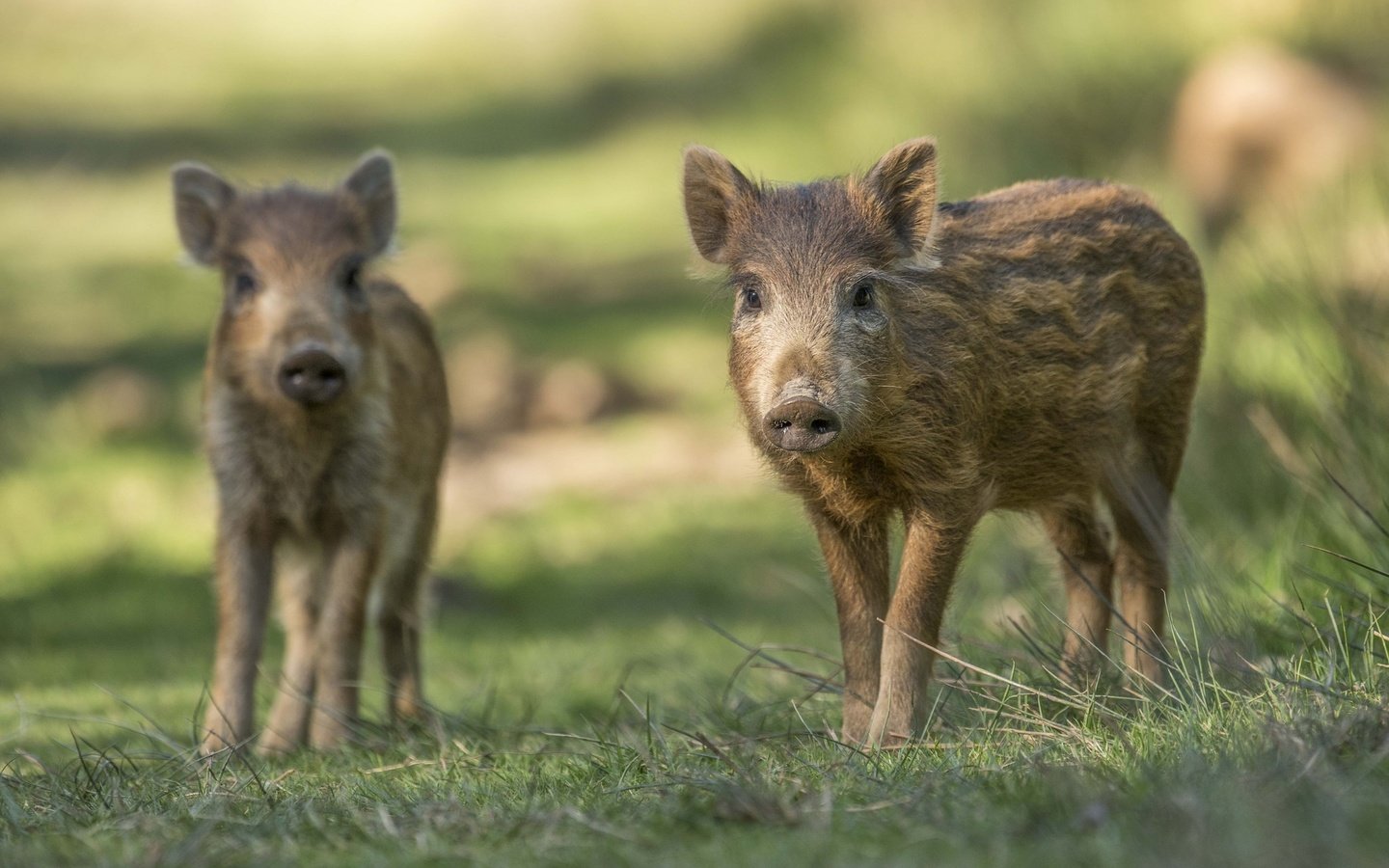 Обои трава, пара, кабан, свинья, вепрь, хрюшки, дикая свинья, grass, pair, boar, pig, pigs, wild pig разрешение 2048x1367 Загрузить