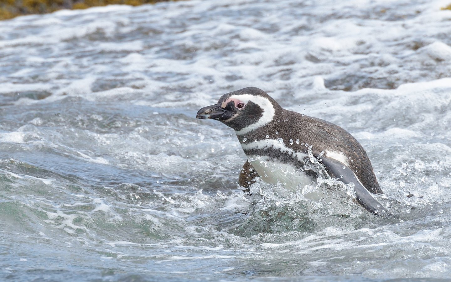 Обои вода, море, птица, пингвин, магелланов пингвин, water, sea, bird, penguin, magellanic penguin разрешение 2591x1730 Загрузить