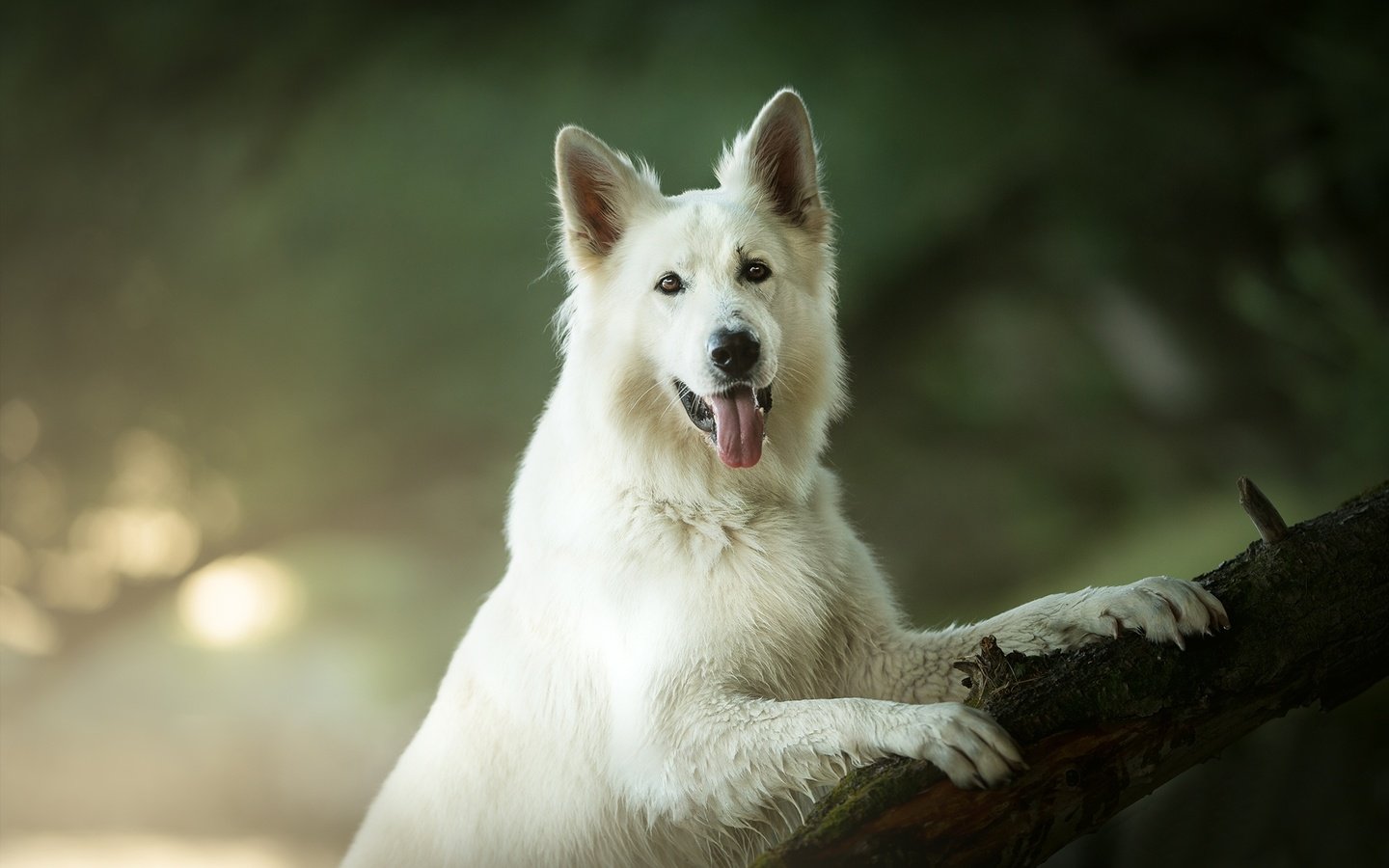 Обои взгляд, собака, язык, боке, белая швейцарская овчарка, look, dog, language, bokeh, the white swiss shepherd dog разрешение 2048x1363 Загрузить