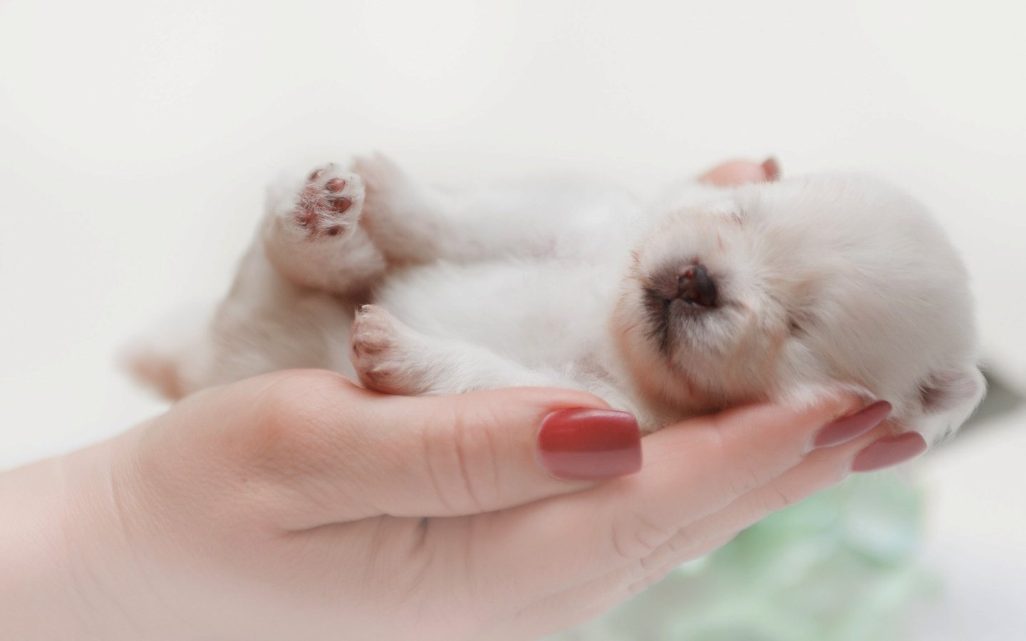 Обои собака, спит, щенок, руки, малыш, шпиц, dog, sleeping, puppy, hands, baby, spitz разрешение 2560x1681 Загрузить