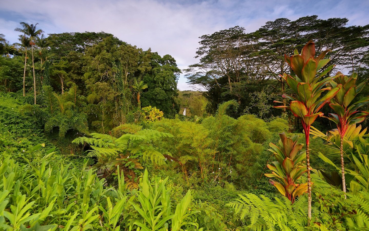 Обои деревья, зелень, кусты, пальмы, сша, тропики, джунгли, гавайи, trees, greens, the bushes, palm trees, usa, tropics, jungle, hawaii разрешение 2560x1697 Загрузить