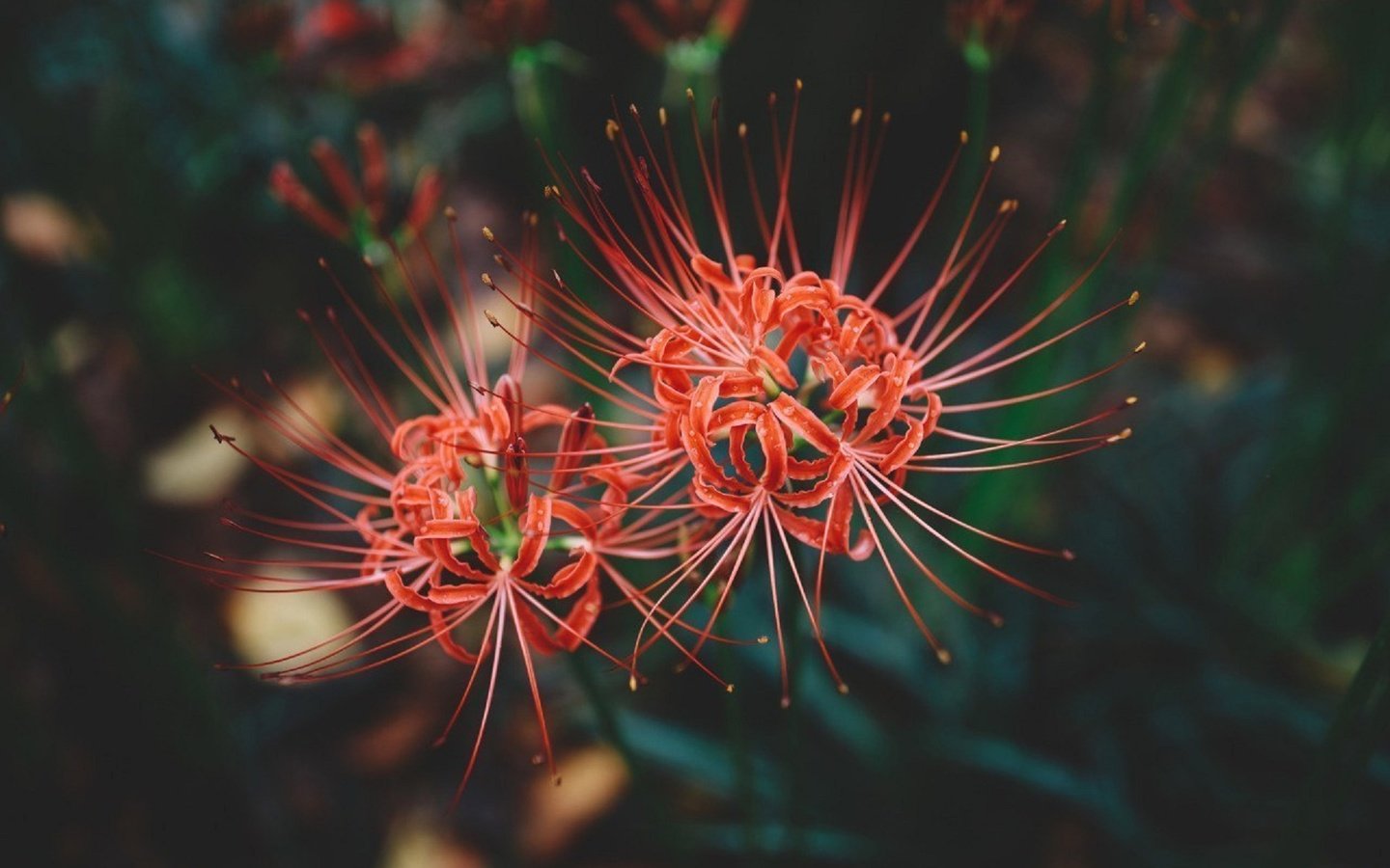 Обои цветы, цветение, макро, лепестки, красные, пестики, амариллис, cluster amaryllis, flowers, flowering, macro, petals, red, pistils, amaryllis разрешение 1920x1279 Загрузить