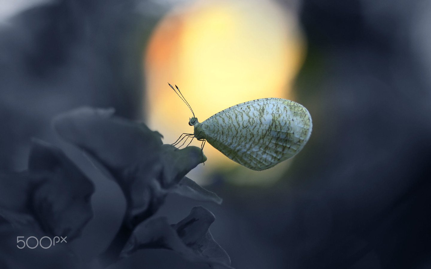 Обои насекомое, цветок, бабочка, крылья, alfian ismail, insect, flower, butterfly, wings разрешение 2000x1333 Загрузить