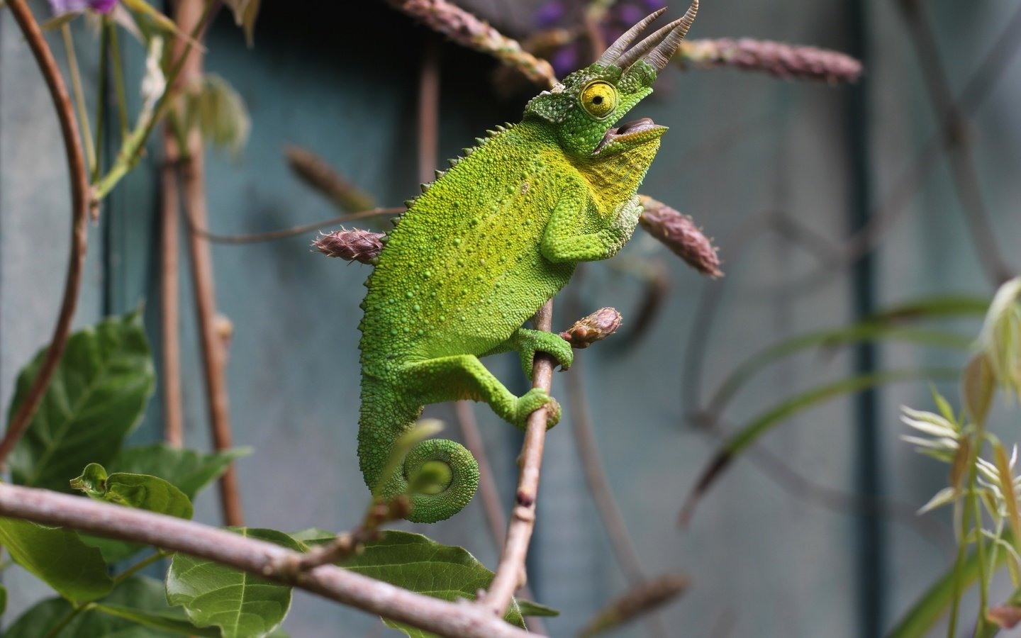 Обои ветки, ящерица, хамелеон, рептилия, branches, lizard, chameleon, reptile разрешение 5184x3456 Загрузить