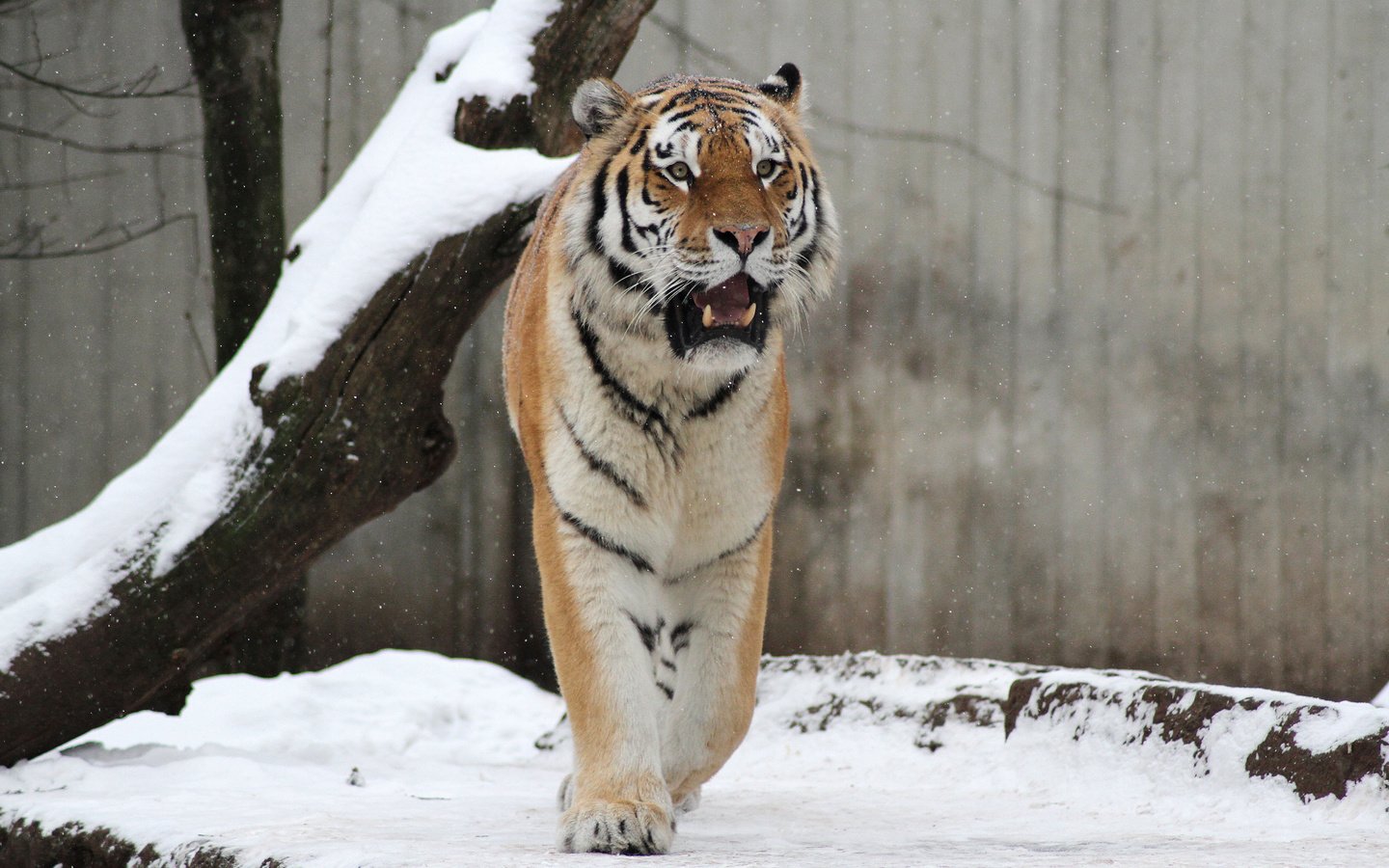Обои тигр, морда, снег, взгляд, хищник, дикая кошка, tiger, face, snow, look, predator, wild cat разрешение 5096x3456 Загрузить