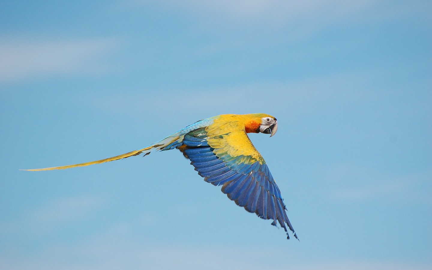 Обои небо, полет, крылья, птица, клюв, хвост, попугай, ара, the sky, flight, wings, bird, beak, tail, parrot, ara разрешение 3008x2000 Загрузить