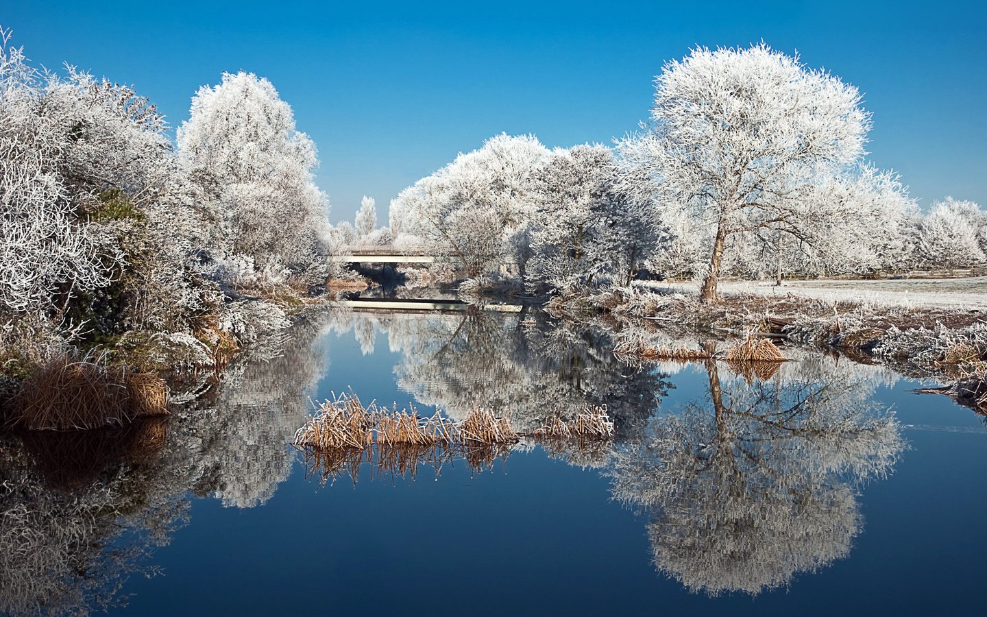 Обои деревья, пруд, озеро, природа, зима, отражение, пейзаж, парк, иней, trees, pond, lake, nature, winter, reflection, landscape, park, frost разрешение 2560x1600 Загрузить