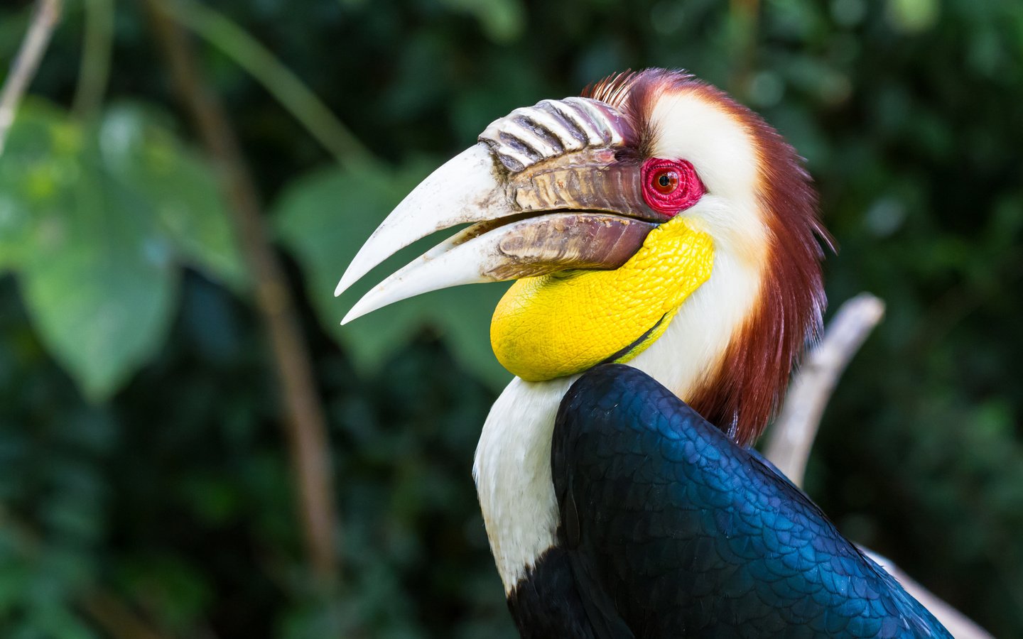 Обои птица, клюв, перья, птица-носорог, птица-носорог;, wreathed hornbill, волнистый калао, bird, beak, feathers, hornbill, hornbill; разрешение 5184x3456 Загрузить