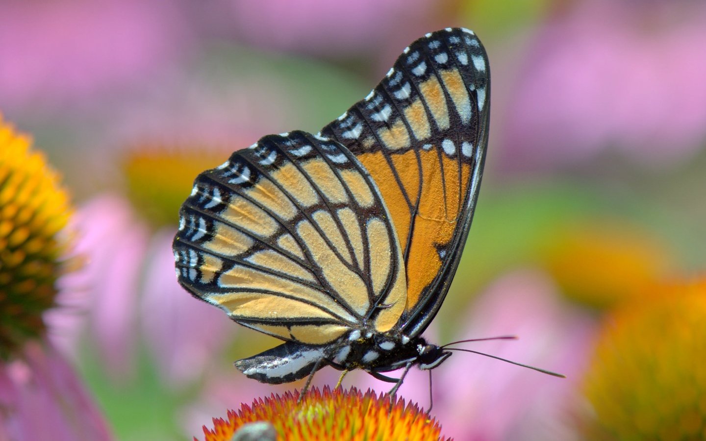 Обои цветы, насекомое, бабочка, крылья, монарх, flowers, insect, butterfly, wings, monarch разрешение 2048x1366 Загрузить