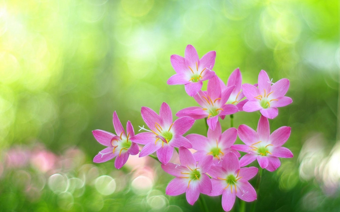 Обои блики, розовые цветы, боке, зефирантес, glare, pink flowers, bokeh, zephyranthes разрешение 2048x1433 Загрузить