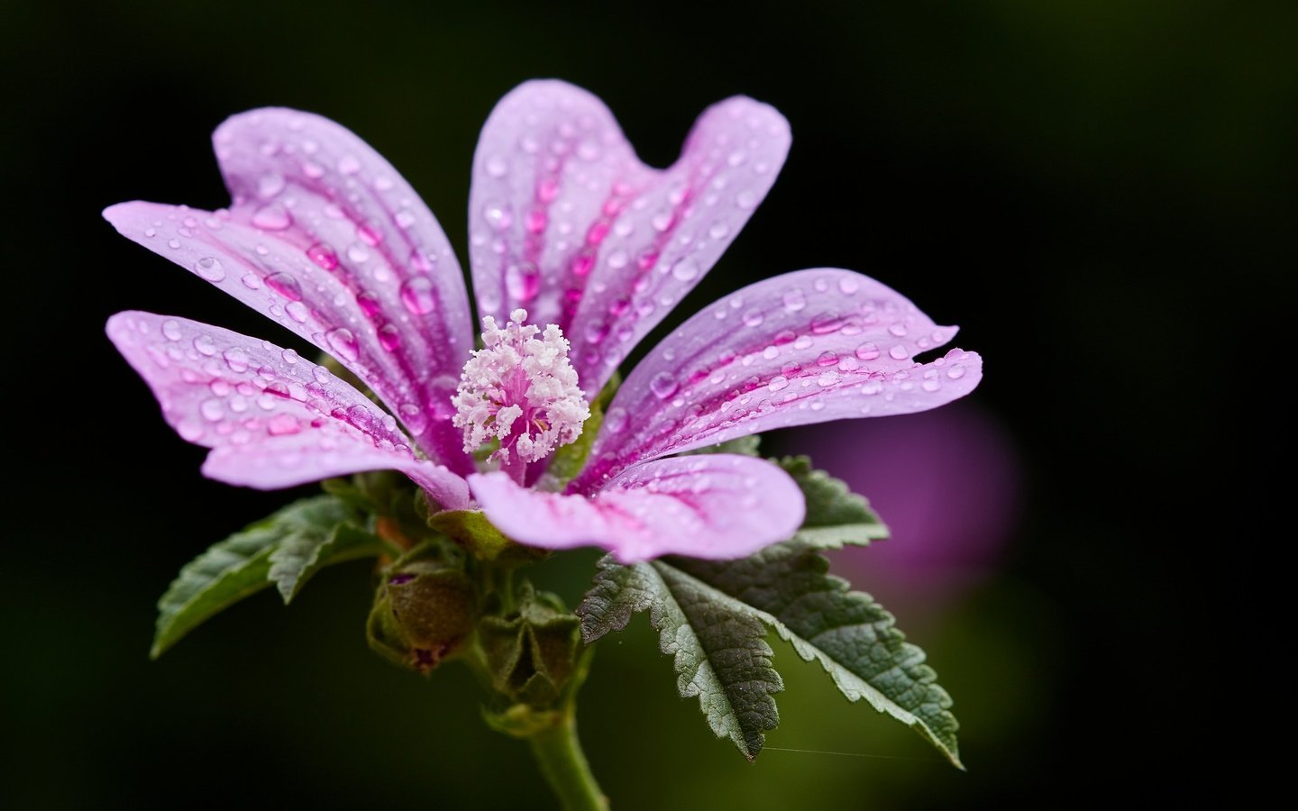 Обои цветок, крупный план, боке, мальва, капельки воды, flower, close-up, bokeh, mallow, droplets of water разрешение 2048x1365 Загрузить