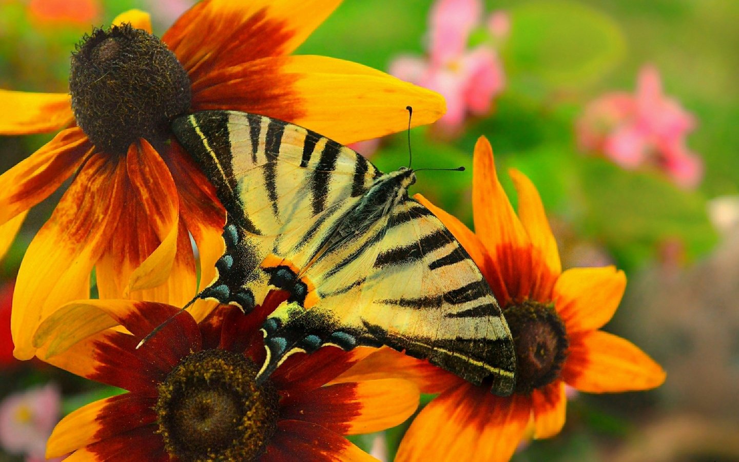 Обои цветы, макро, насекомое, бабочка, крылья, рудбекия, flowers, macro, insect, butterfly, wings, rudbeckia разрешение 3002x1842 Загрузить