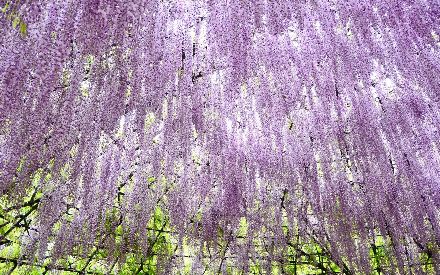 Обои цветы, деревья, ветки, сад, нежность, глициния, вистерия, flowers, trees, branches, garden, tenderness, wisteria разрешение 2048x1356 Загрузить