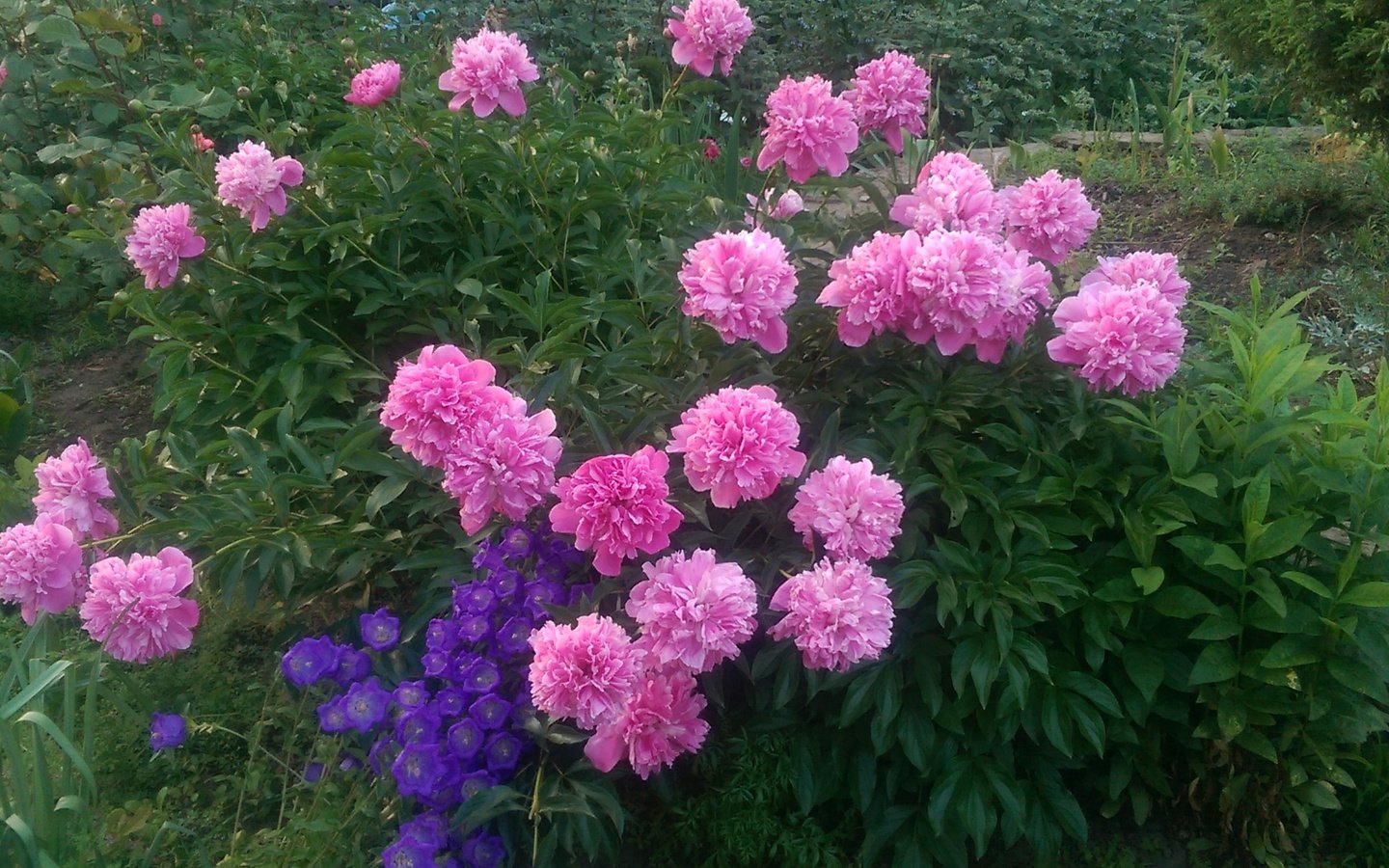 Обои цветы, природа, бутоны, листья, лето, пионы, flowers, nature, buds, leaves, summer, peonies разрешение 2688x1520 Загрузить