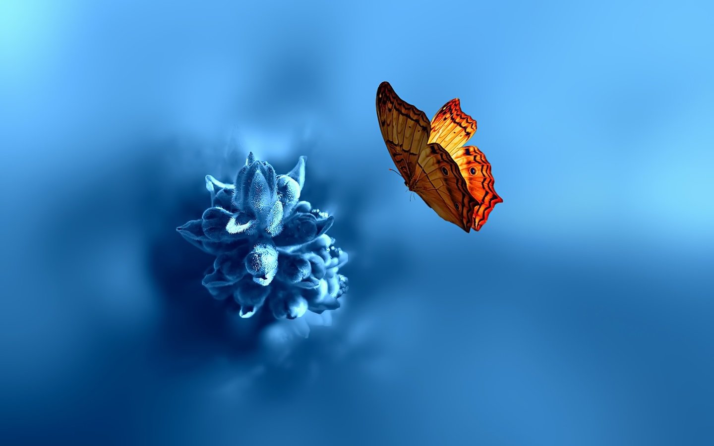 Обои насекомое, фон, цветок, бабочка, крылья, размытость, insect, background, flower, butterfly, wings, blur разрешение 2048x1463 Загрузить