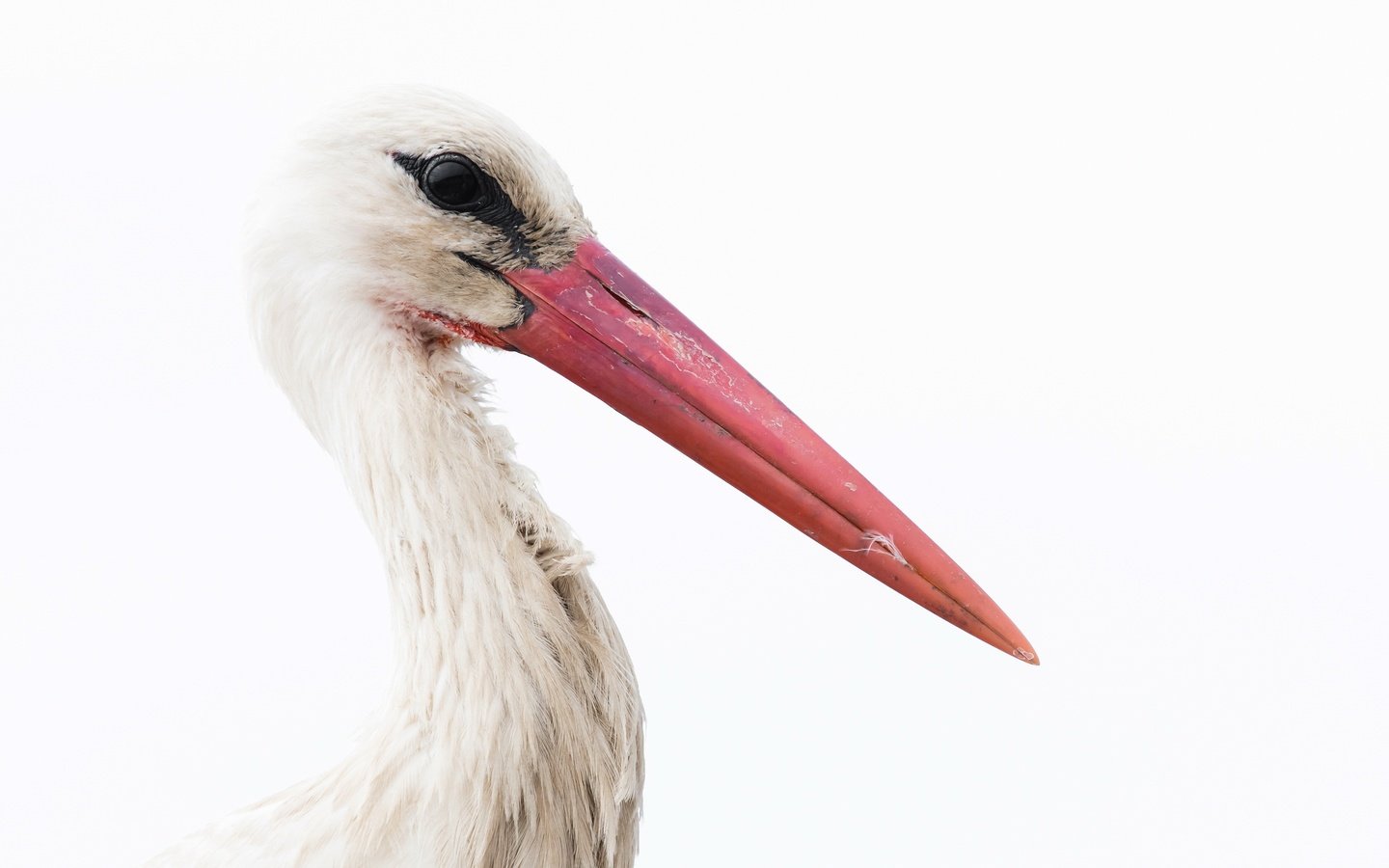 Обои фон, белый, птица, клюв, перья, белый фон, аист, background, white, bird, beak, feathers, white background, stork разрешение 2400x1490 Загрузить