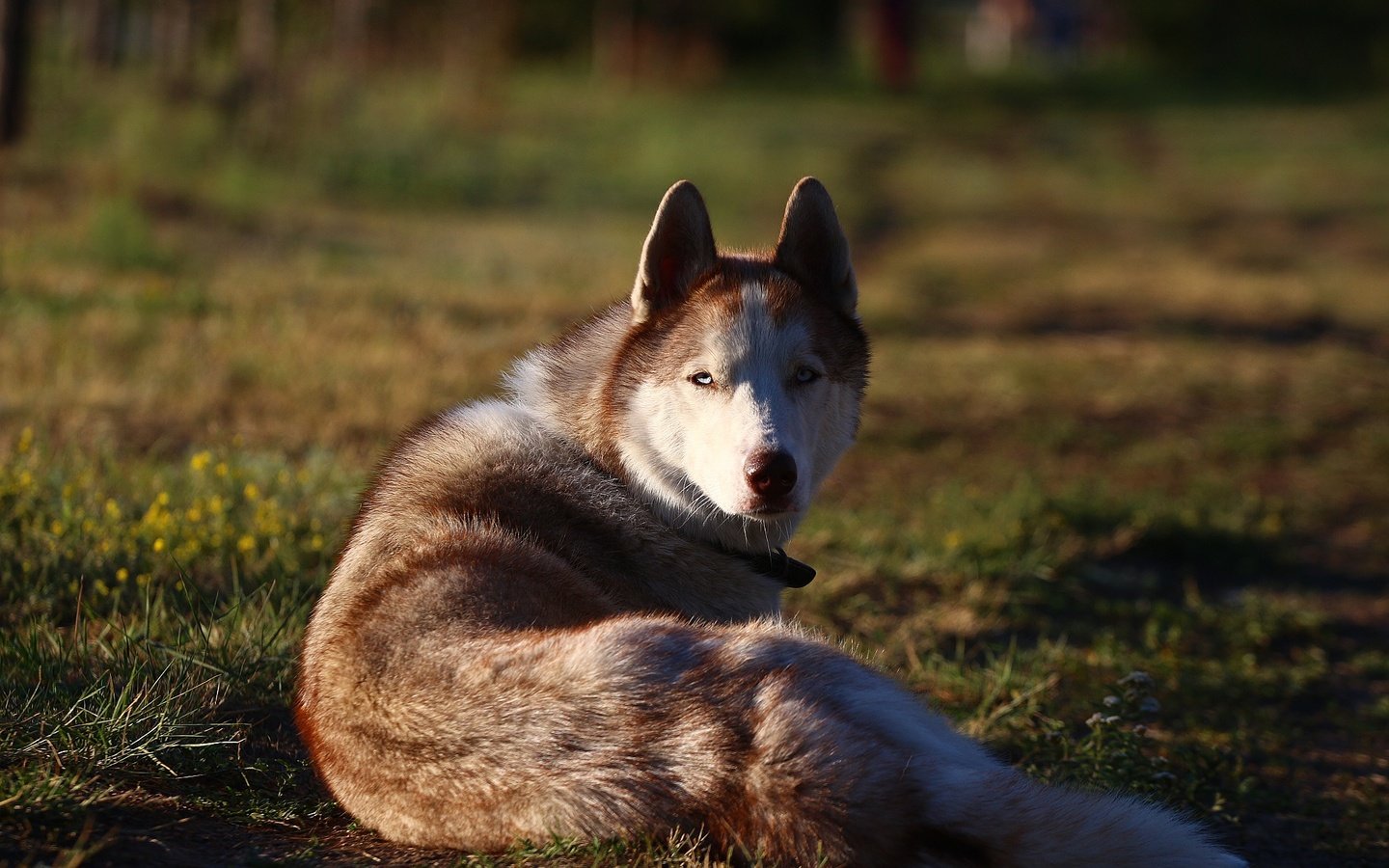 Обои фон, мордочка, взгляд, собака, травка, хаски, друг, background, muzzle, look, dog, weed, husky, each разрешение 1920x1280 Загрузить