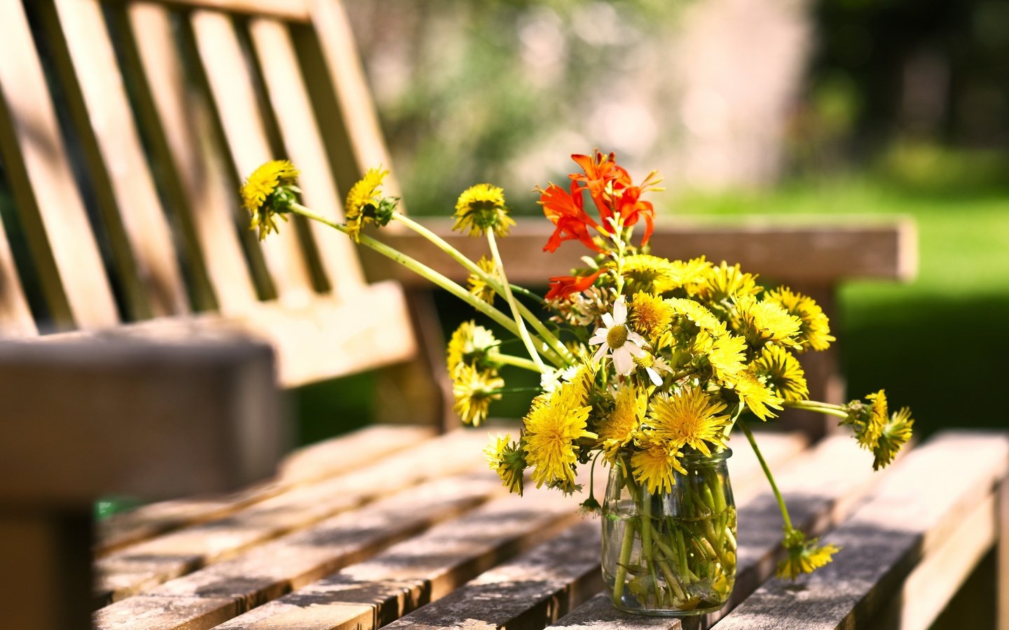 Обои цветы, лето, ромашки, скамейка, одуванчики, банка, flowers, summer, chamomile, bench, dandelions, bank разрешение 2560x1498 Загрузить