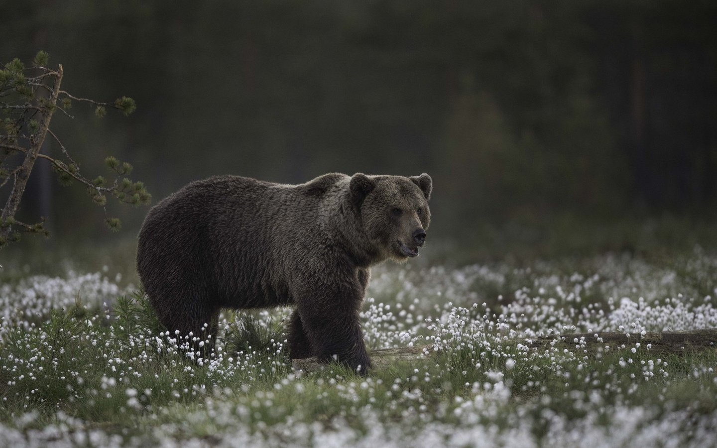 Обои морда, цветы, природа, взгляд, медведь, face, flowers, nature, look, bear разрешение 2048x1365 Загрузить