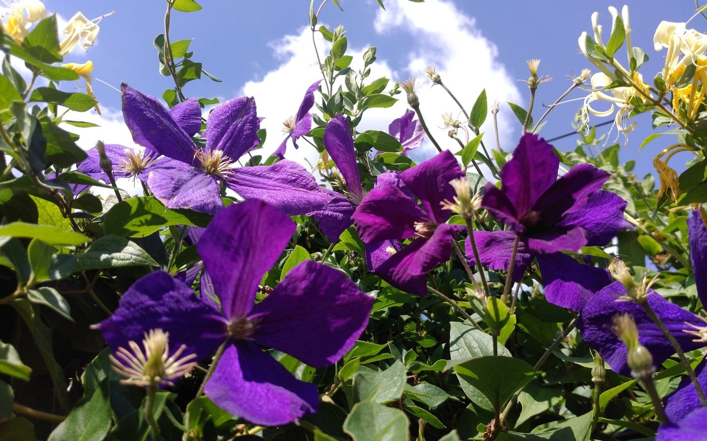 Обои небо, цветы, листья, лепестки, фиолетовые, клематис, ломонос, the sky, flowers, leaves, petals, purple, clematis разрешение 3000x1687 Загрузить