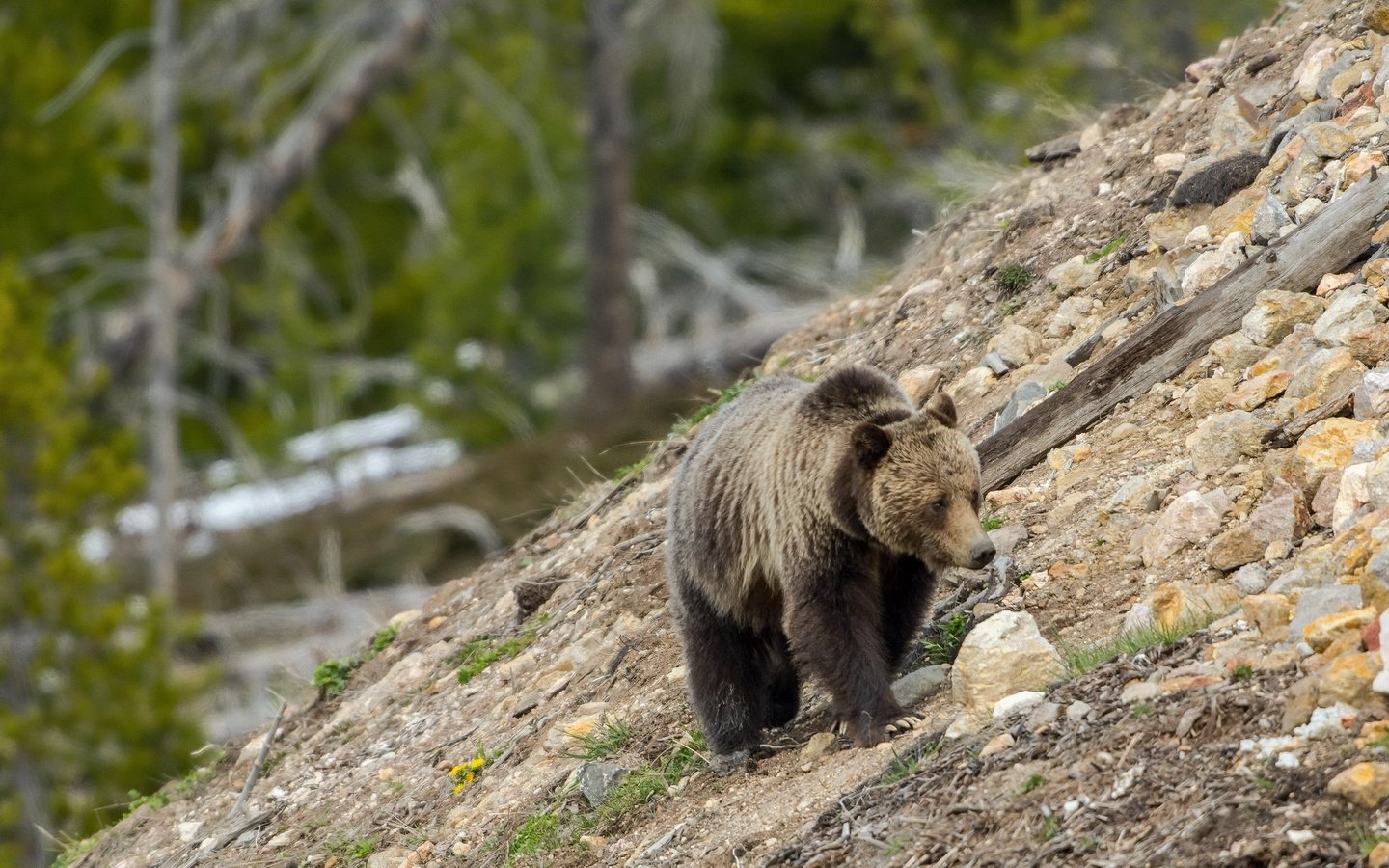 Обои природа, камни, склон, медведь, гризли, nature, stones, slope, bear, grizzly разрешение 2048x1230 Загрузить