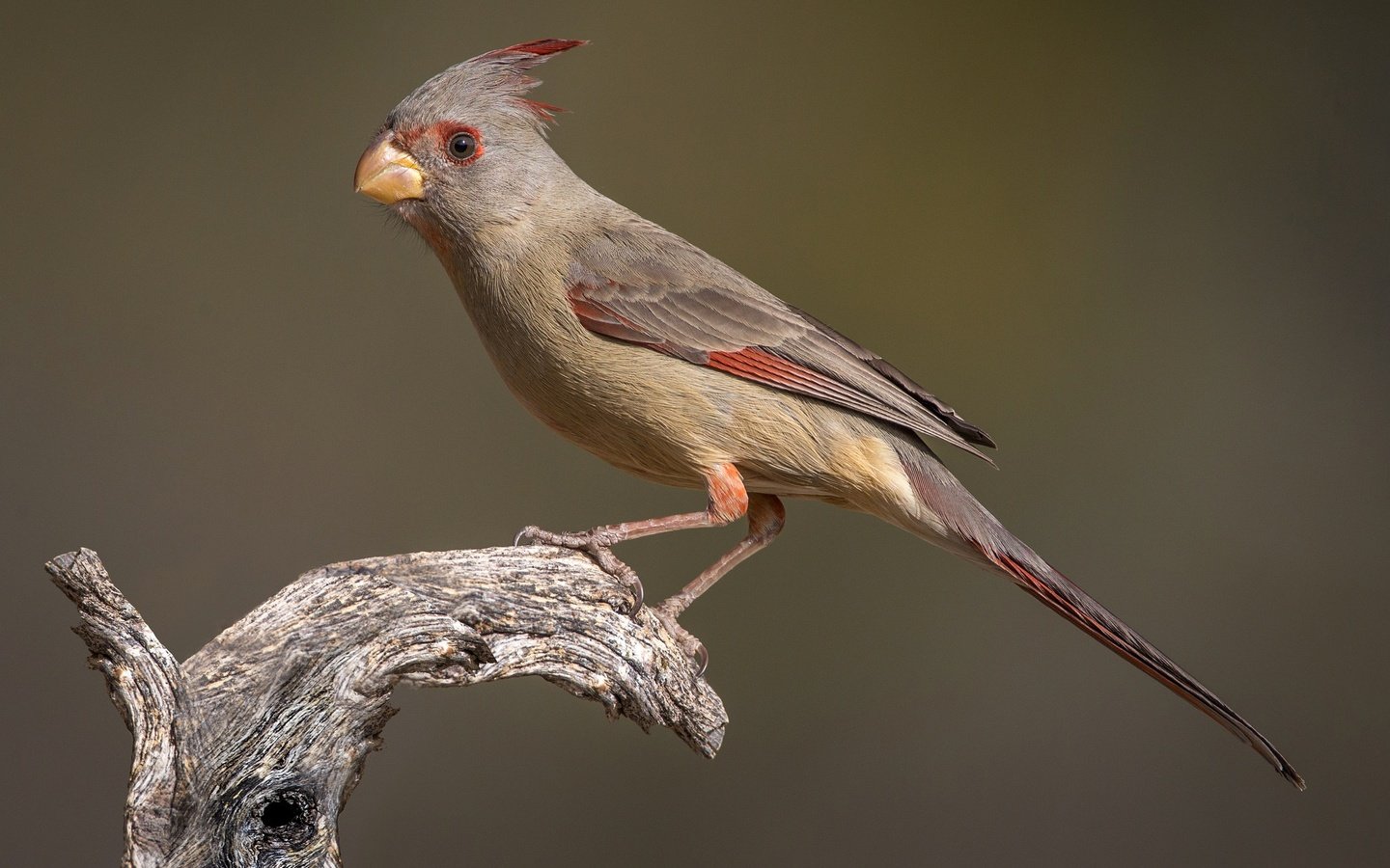 Обои птица, клюв, хвост, кардинал, самка, попугайный кардинал, bird, beak, tail, cardinal, female, parrot cardinal разрешение 2048x1283 Загрузить