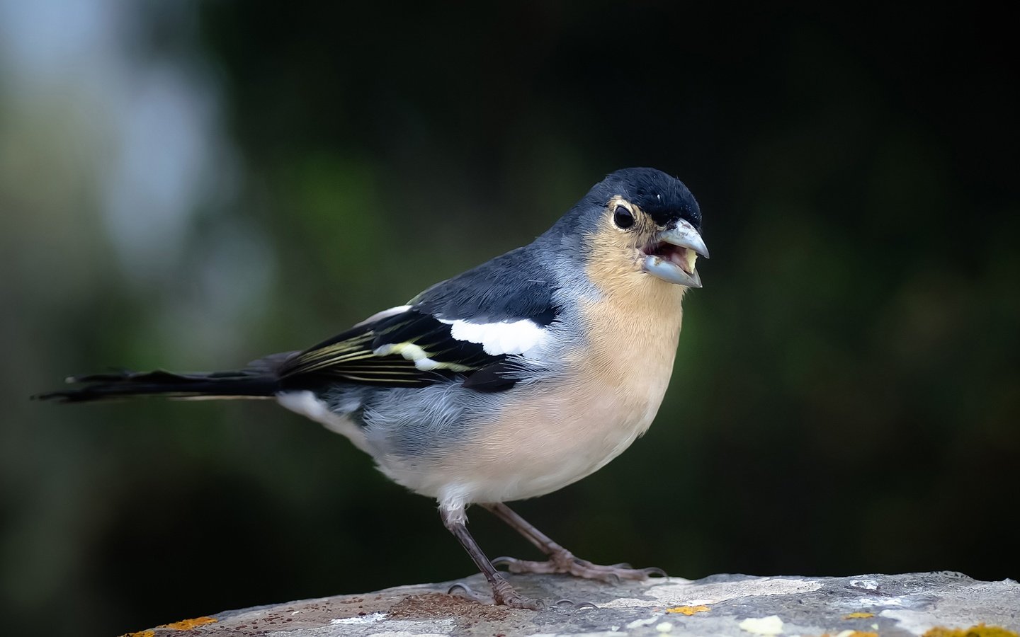 Обои птица, клюв, хвост, зяблик, голубой зяблик, bird, beak, tail, chaffinch, blue chaffinch разрешение 2800x1777 Загрузить