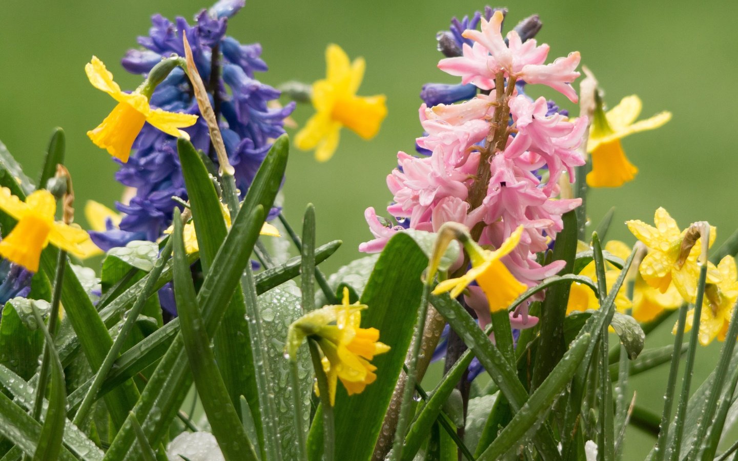 Обои цветы, роса, капли, весна, нарциссы, гиацинты, flowers, rosa, drops, spring, daffodils, hyacinths разрешение 3600x2400 Загрузить