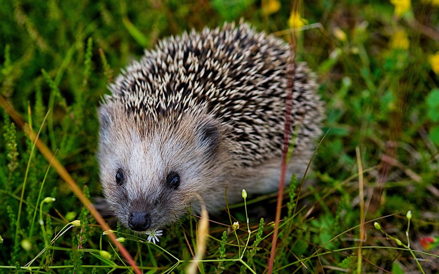 Обои глаза, трава, мордочка, взгляд, колючки, ежик, иголки, еж, eyes, grass, muzzle, look, barb, hedgehog, needles разрешение 2048x1151 Загрузить