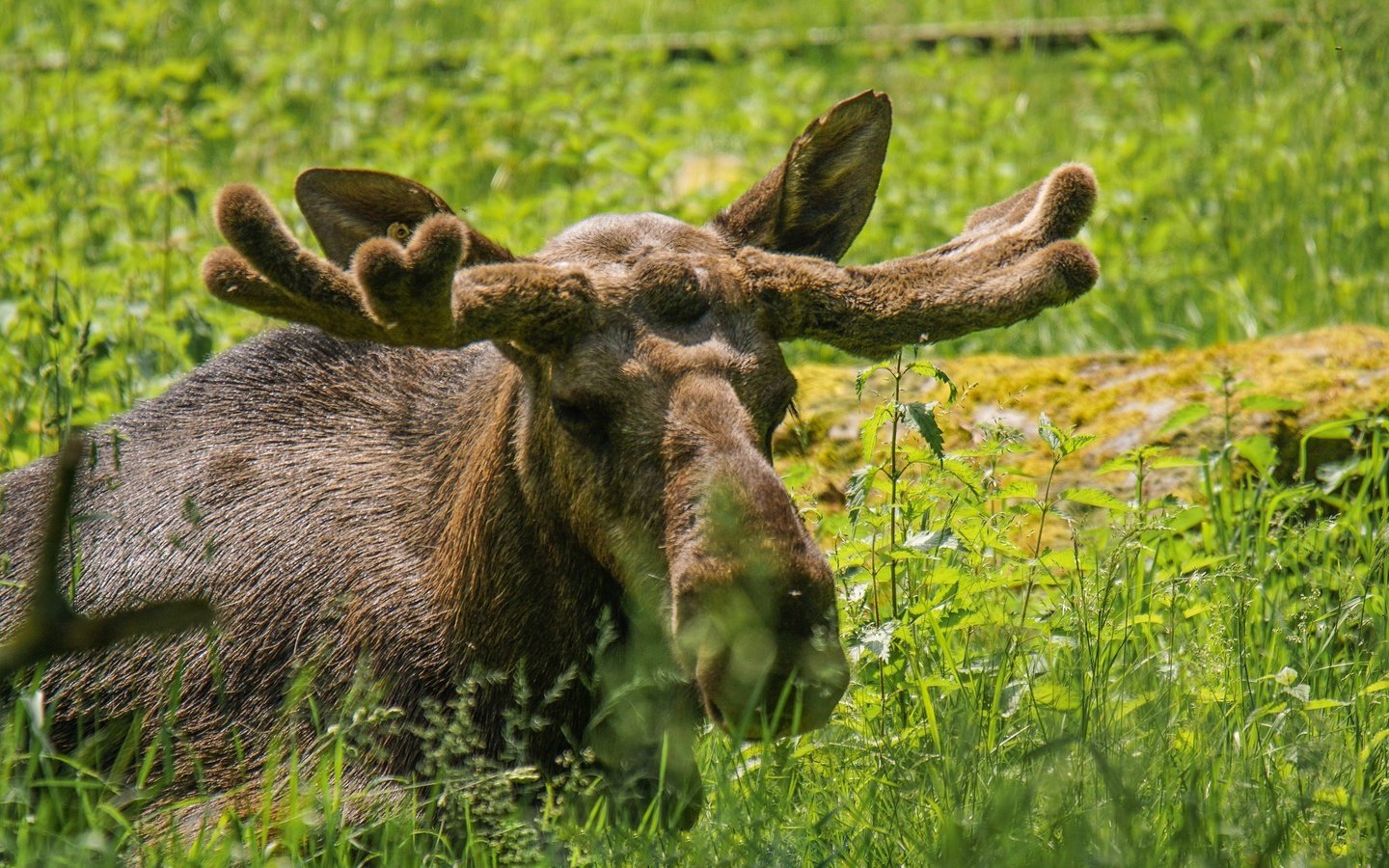 Обои морда, трава, взгляд, рога, лось, face, grass, look, horns, moose разрешение 2048x1365 Загрузить