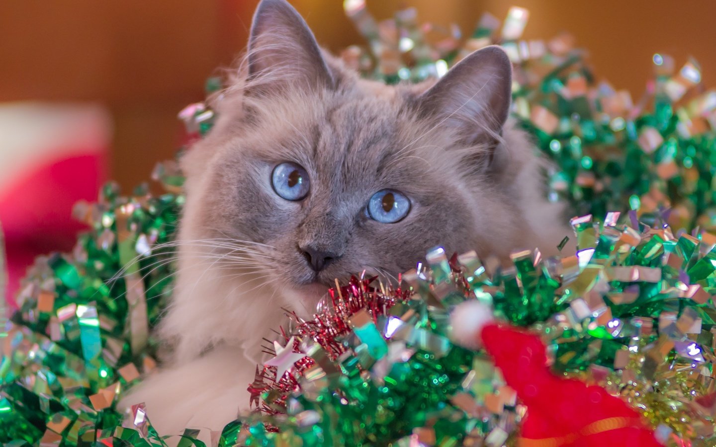 Обои новый год, кот, кошка, мишура, new year, cat, tinsel разрешение 2880x1800 Загрузить