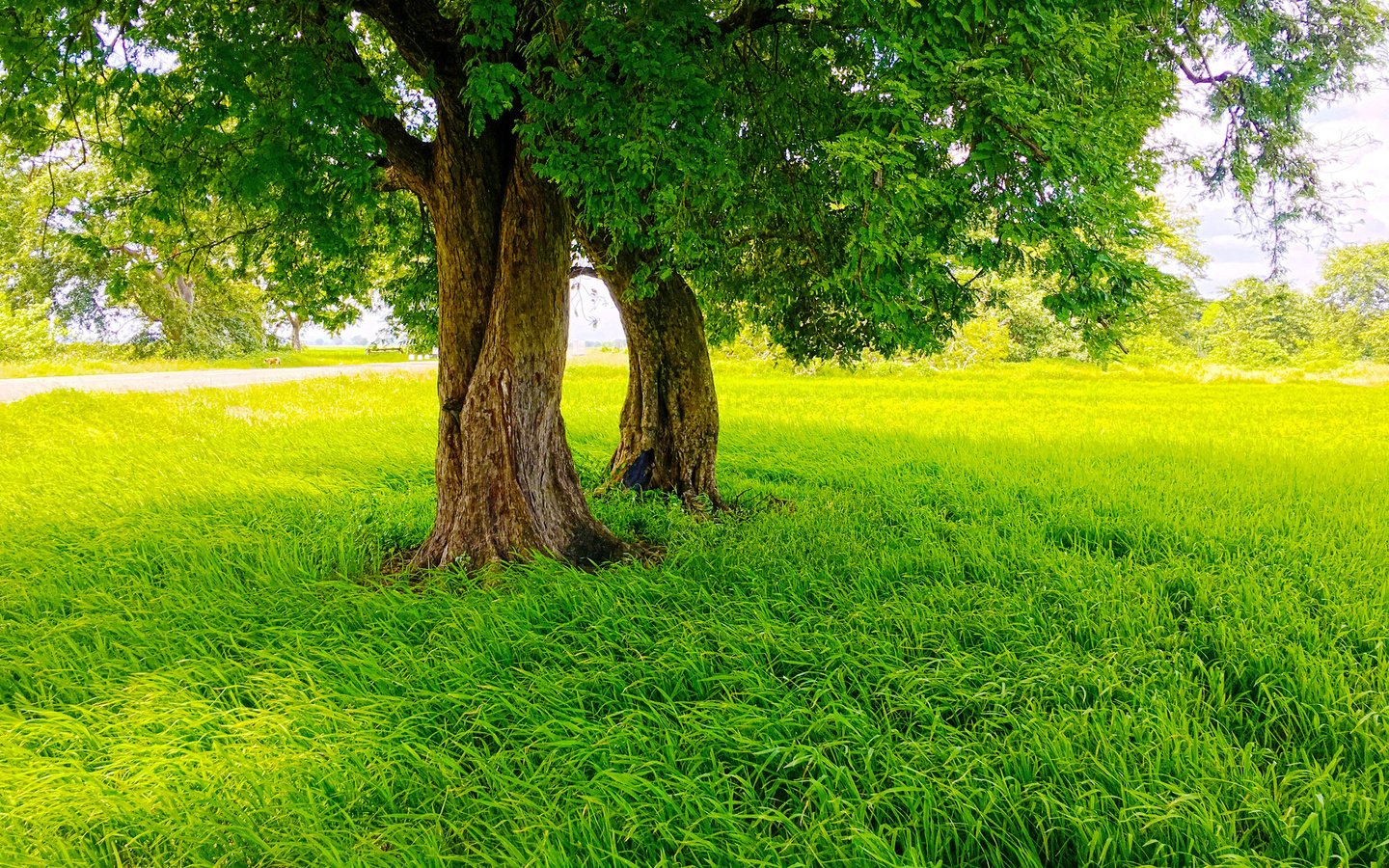 Природа Трава Деревья