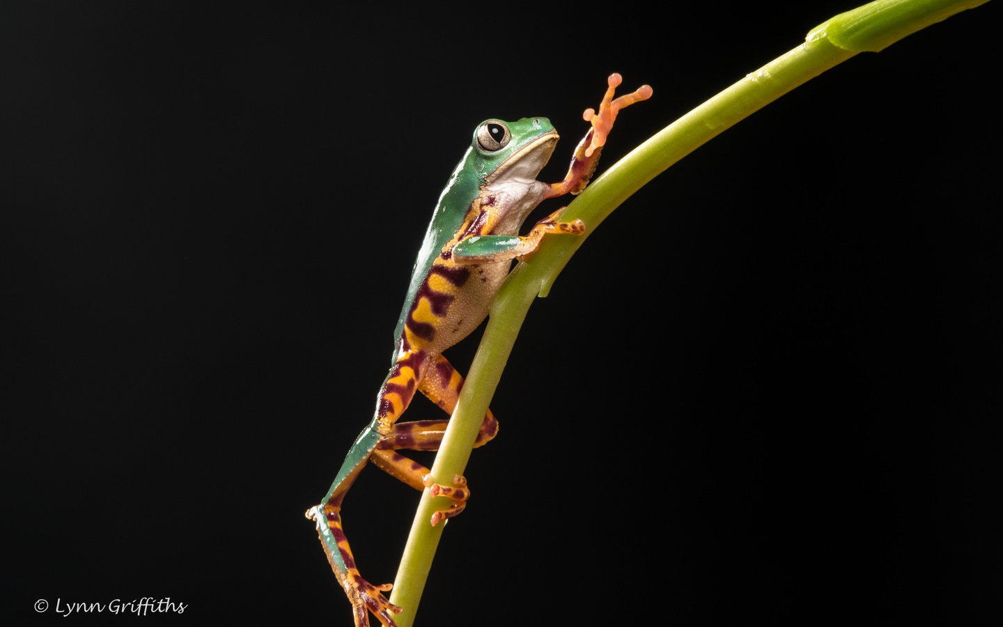 Обои лягушка, черный фон, растение, стебель, лапки, lynn griffiths, frog, black background, plant, stem, legs разрешение 5164x3443 Загрузить