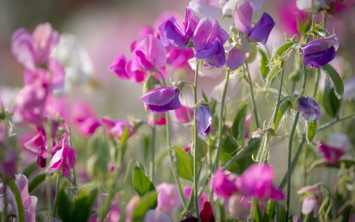 Обои лето, розовый, душистый горошек, summer, pink, sweet peas разрешение 2048x1365 Загрузить