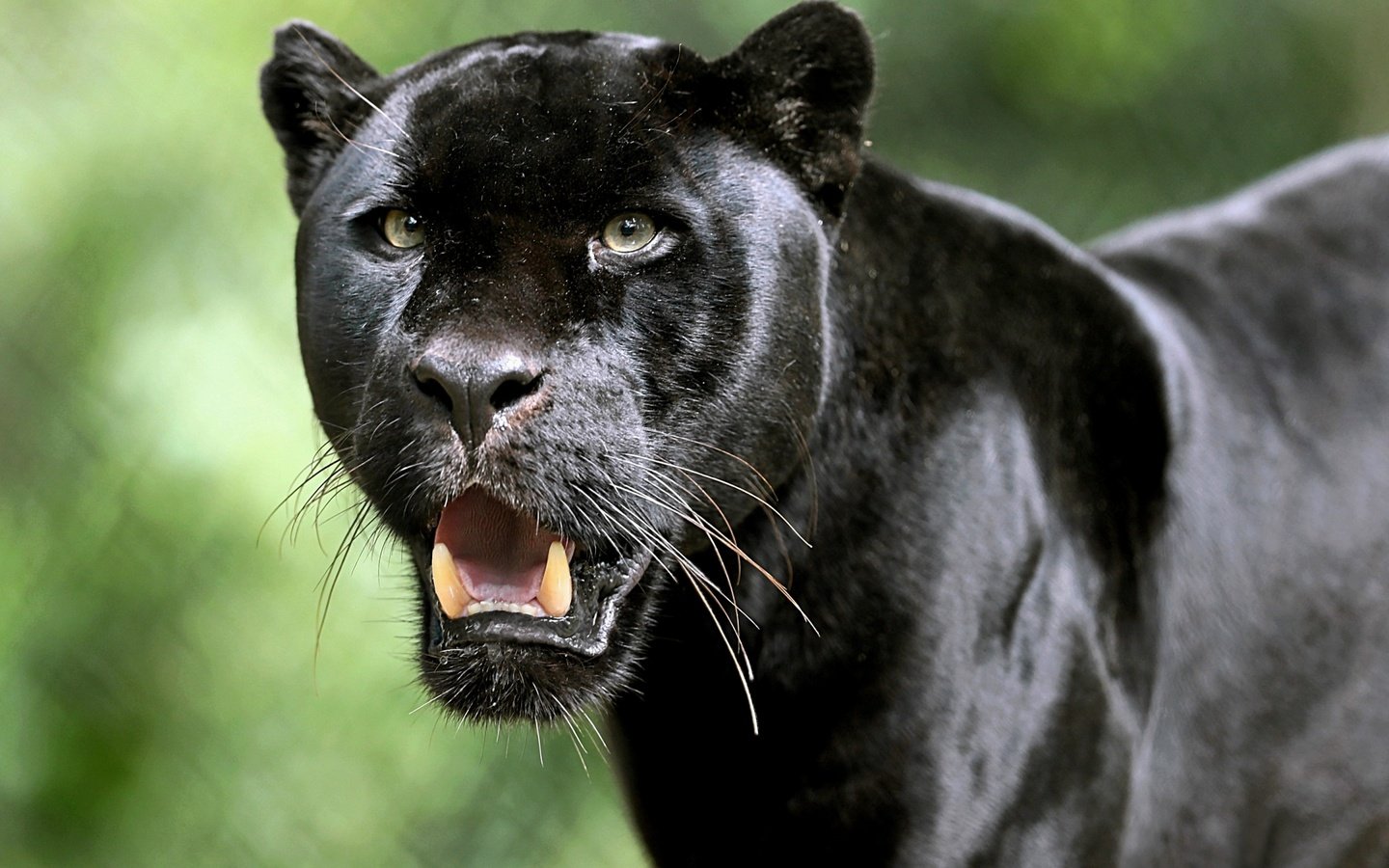 Обои хищник, большая кошка, пантера, черный ягуар, predator, big cat, panther, black jaguar разрешение 2880x1800 Загрузить