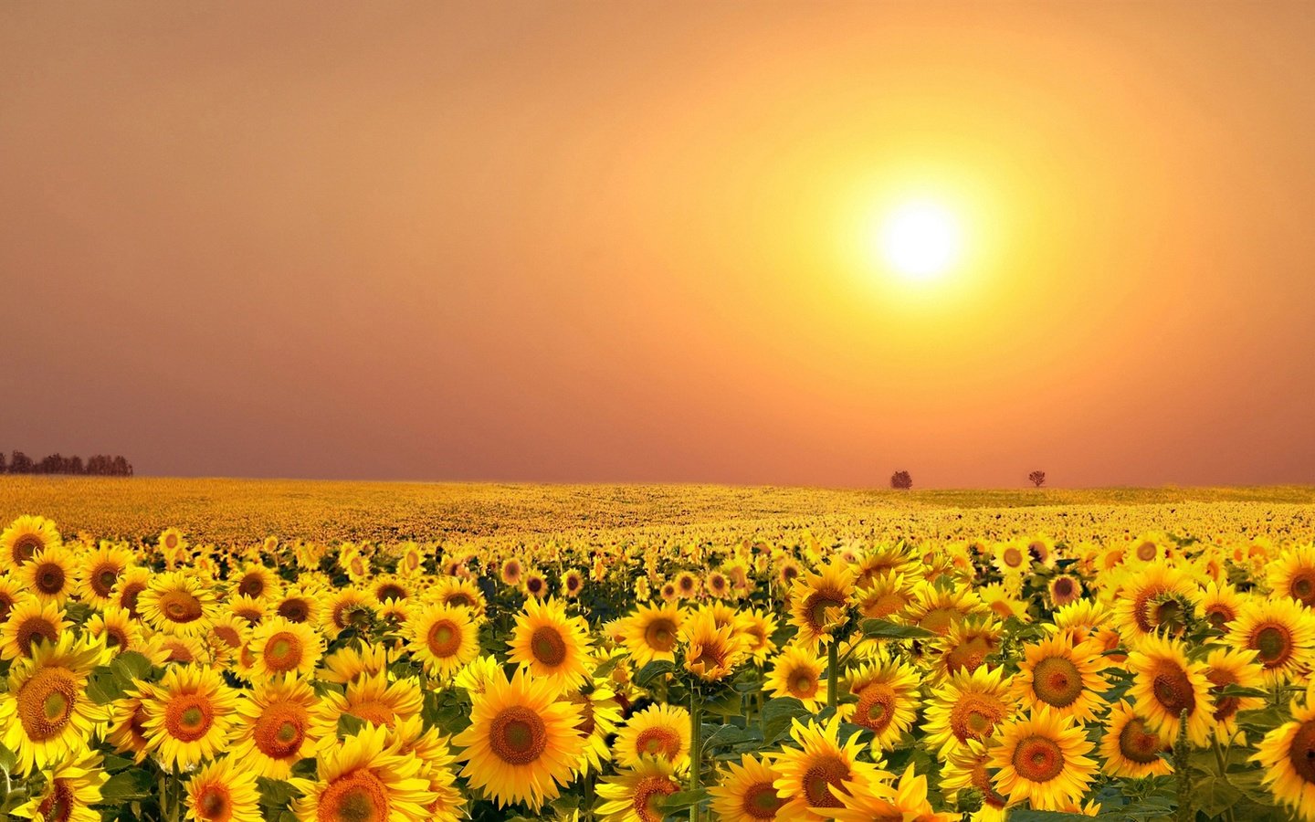 Обои цветы, солнце, поле, лето, подсолнухи, flowers, the sun, field, summer, sunflowers разрешение 2000x1248 Загрузить
