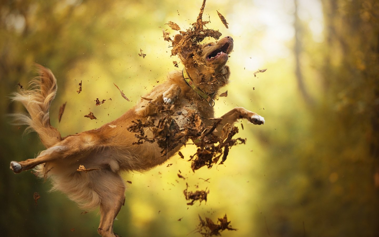 Обои листья, осень, собака, прыжок, золотистый ретривер, dackelpup, filou, leaves, autumn, dog, jump, golden retriever разрешение 2048x1367 Загрузить