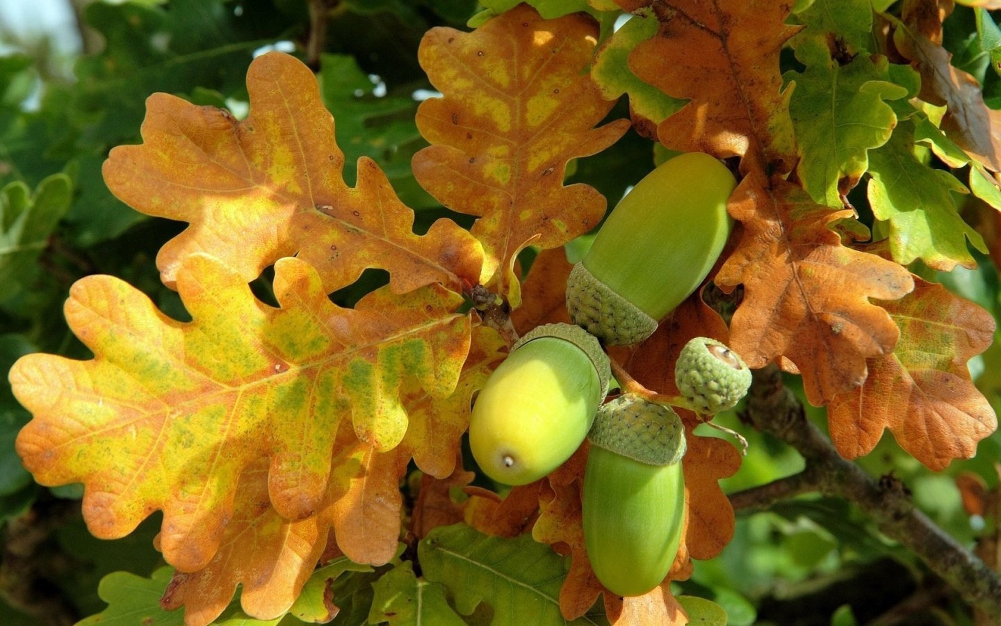 Обои природа, листья, осень, дуб, желудь, дубовый лист, nature, leaves, autumn, oak, acorn разрешение 1920x1200 Загрузить